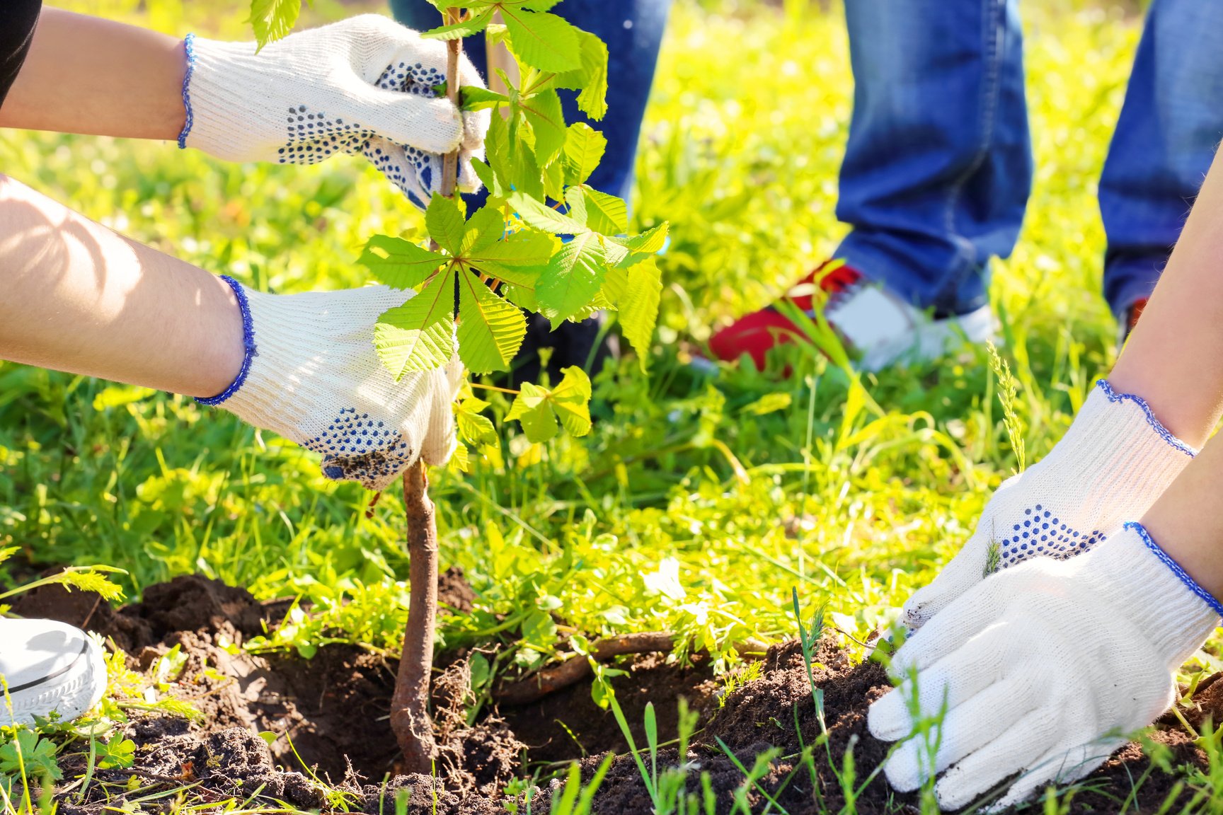 Young Volunteers Planting Tree in Park