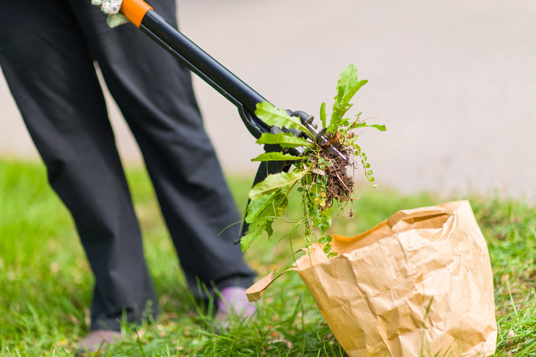 Woman Pulling Weeds